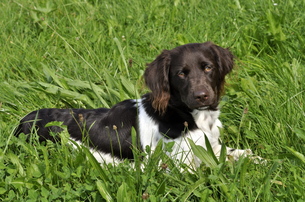 Kleiner Münsterländer (Hund) Charakter, Haltung & Pflege zooplus