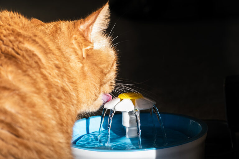 Blasenentzündung bei Katzen (Zystitis) zooplus Magazin