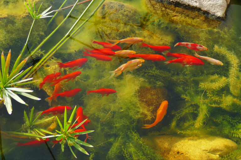 Schleierschwanz Aquarium Haltung