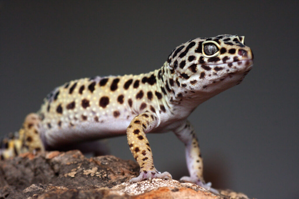 Leopardgecko Haltung im Terrarium zooplus