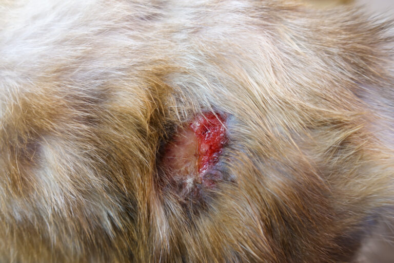 Abszess bei der Katze erkennen und behandeln zooplus