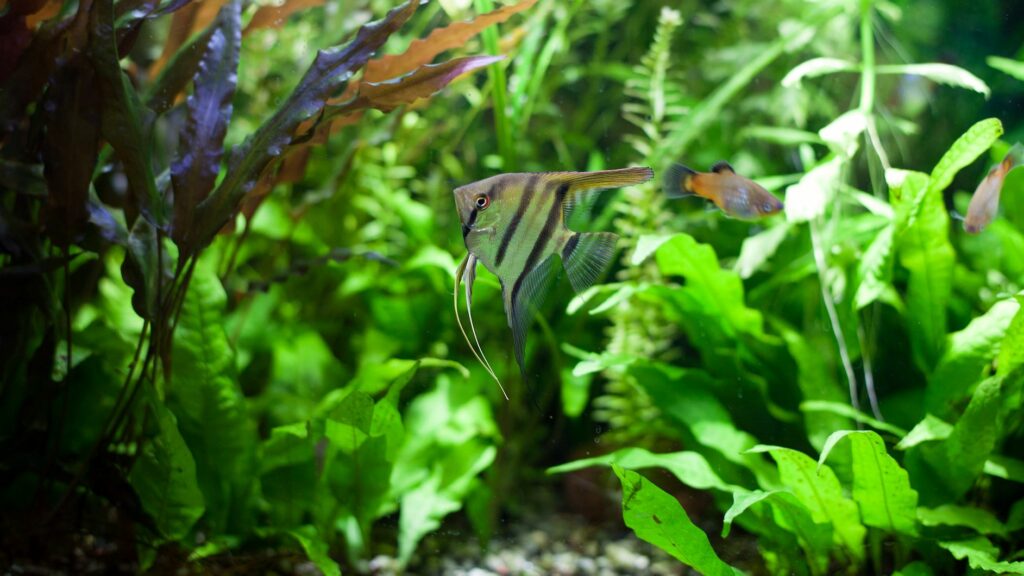 Javafarn (Microsorum pteropus) Anfängerpflanze fürs Aquarium zooplus