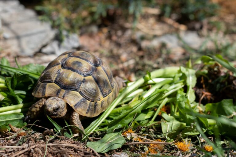 Griechische Landschildkröte Haltung, Ernährung & Pflege