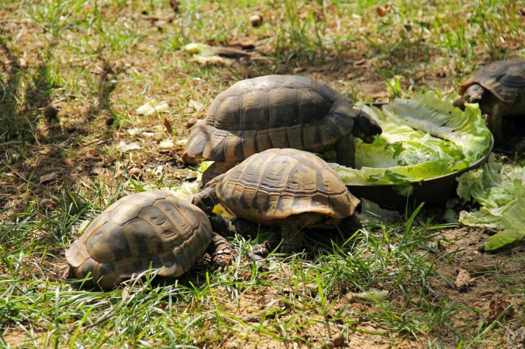 Griechische Landschildkröte Haltung, Ernährung & Pflege