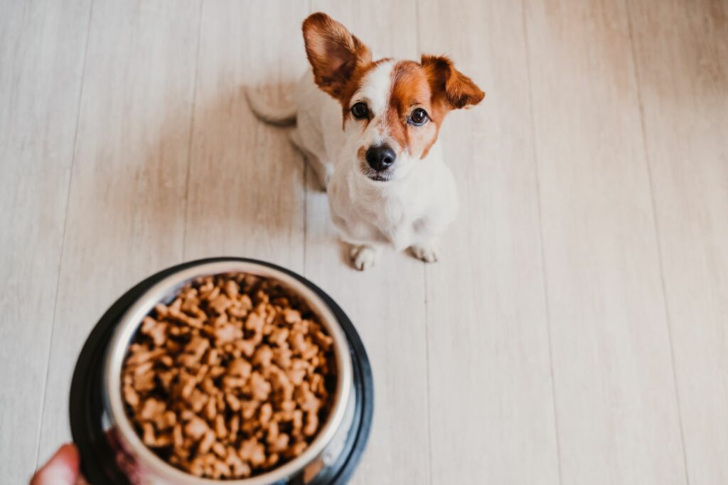 Futtermenge bei Hunden berechnen Formeln & Tipps zooplus