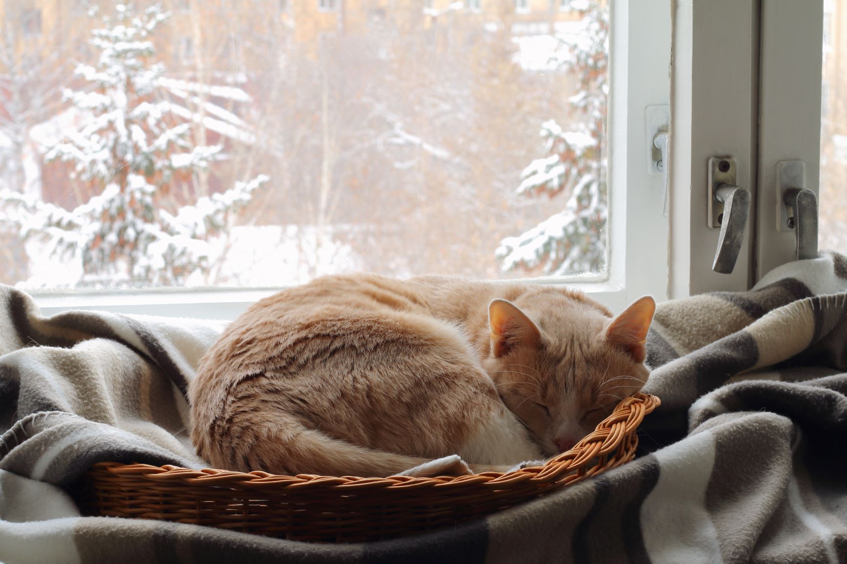 Katzen im Winter verwöhnen Tipps für die kalte Jahreszeit zooplus