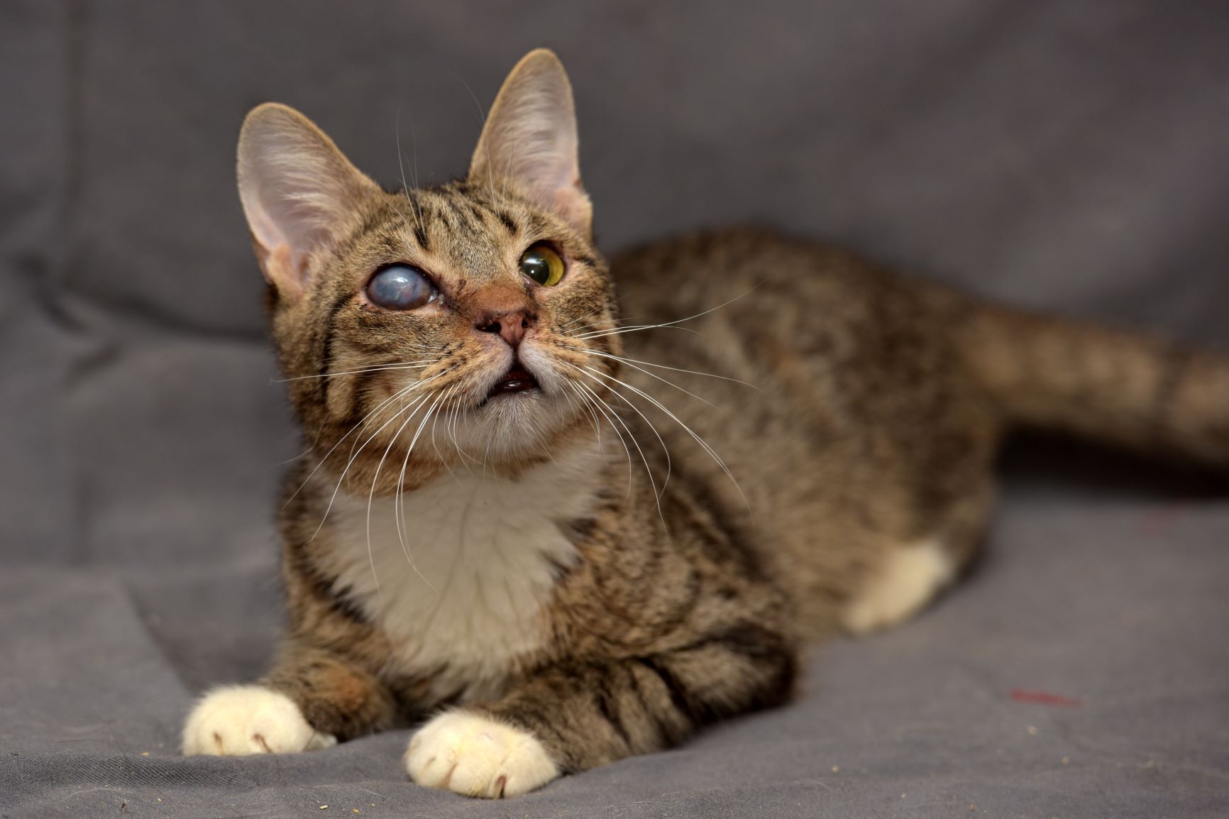Blinde Katze Was muss ich beachten? zooplus Magazin
