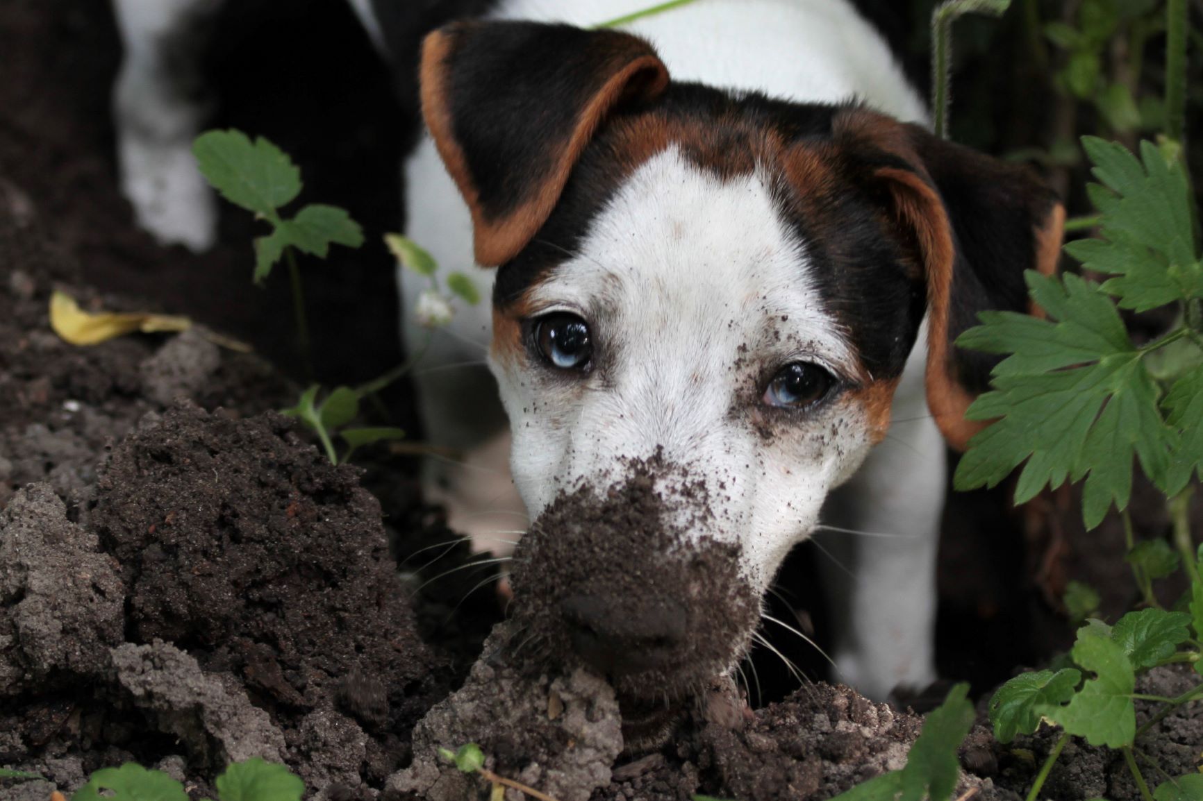 Warum buddelt mein Hund im Garten? zooplus Hundemagazin