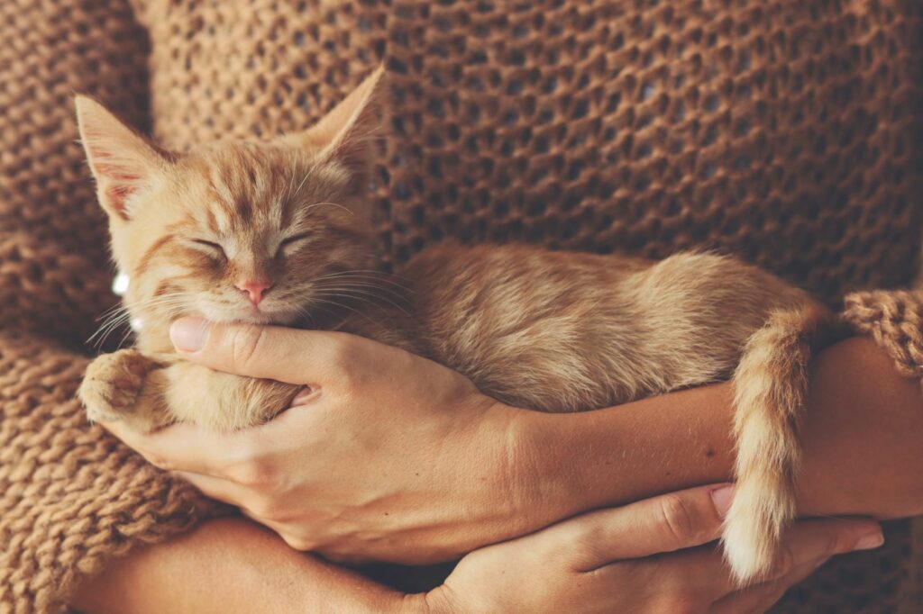 Katzenversicherungen Ein Schutz, der sich lohnt? zooplus