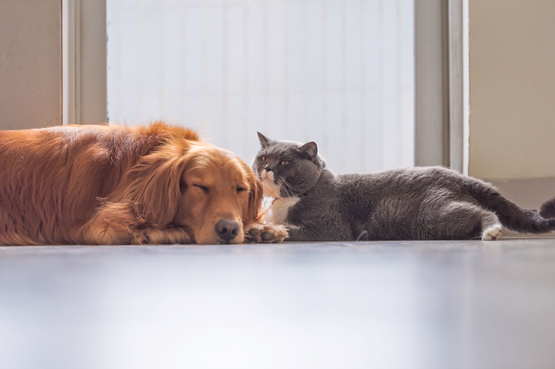 Toxoplasmose beim Hund Symptome, Ursachen & Behandlung zooplus