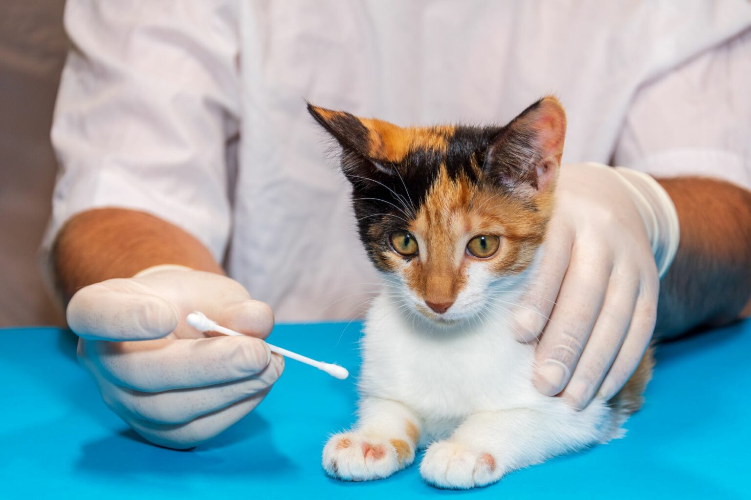 Hautpilz bei Katzen Anzeichen, Therapie & Ursachen zooplus Magazin