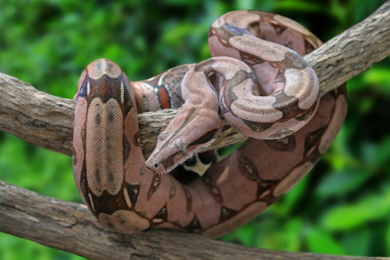 Boa constrictor Especies de reptiles zooplus Magazine