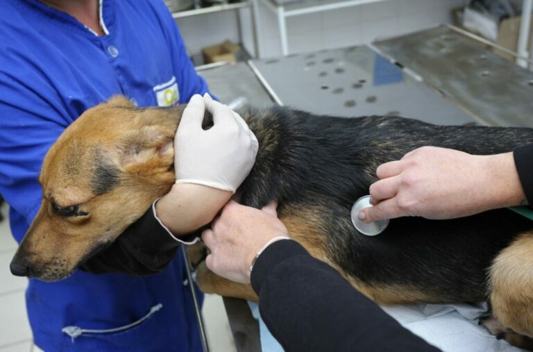Que faire si vous trouvez un chien errant ? Magazine zooplus