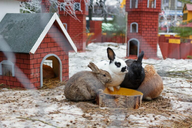 Mon lapin a la diarrhée que faire ? Magazine zooplus