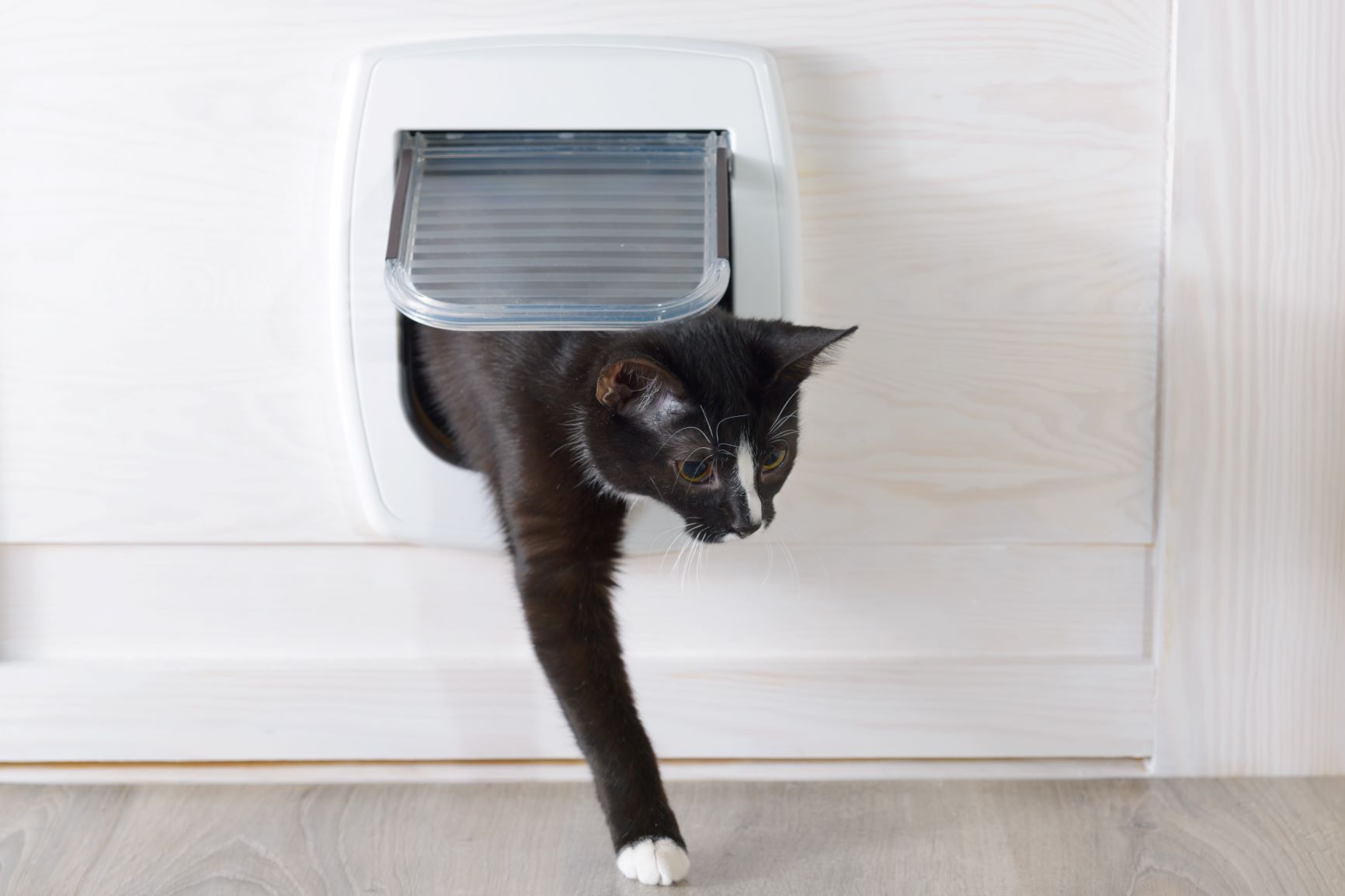 Comment installer une chatière ? | Magazine zooplus