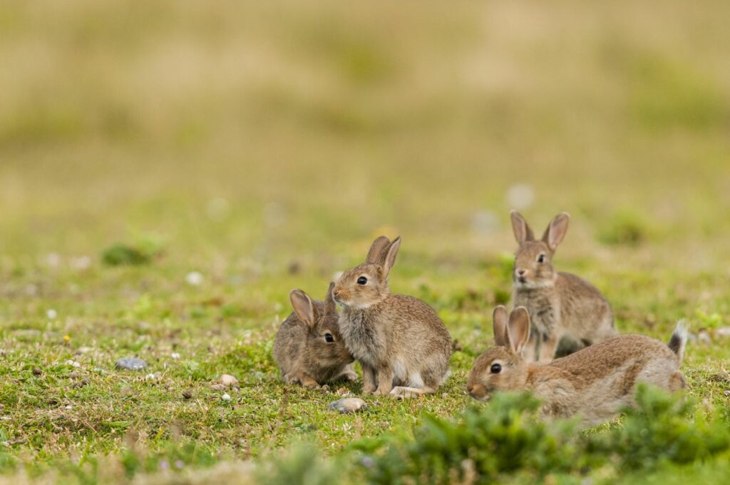 Quelle est la différence entre un lièvre et un lapin