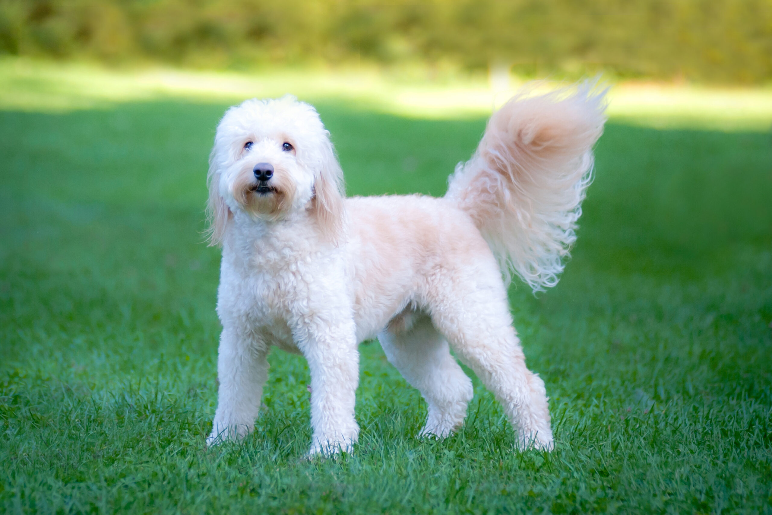 Bichon Frise Ausgewachsen Cute of Animals