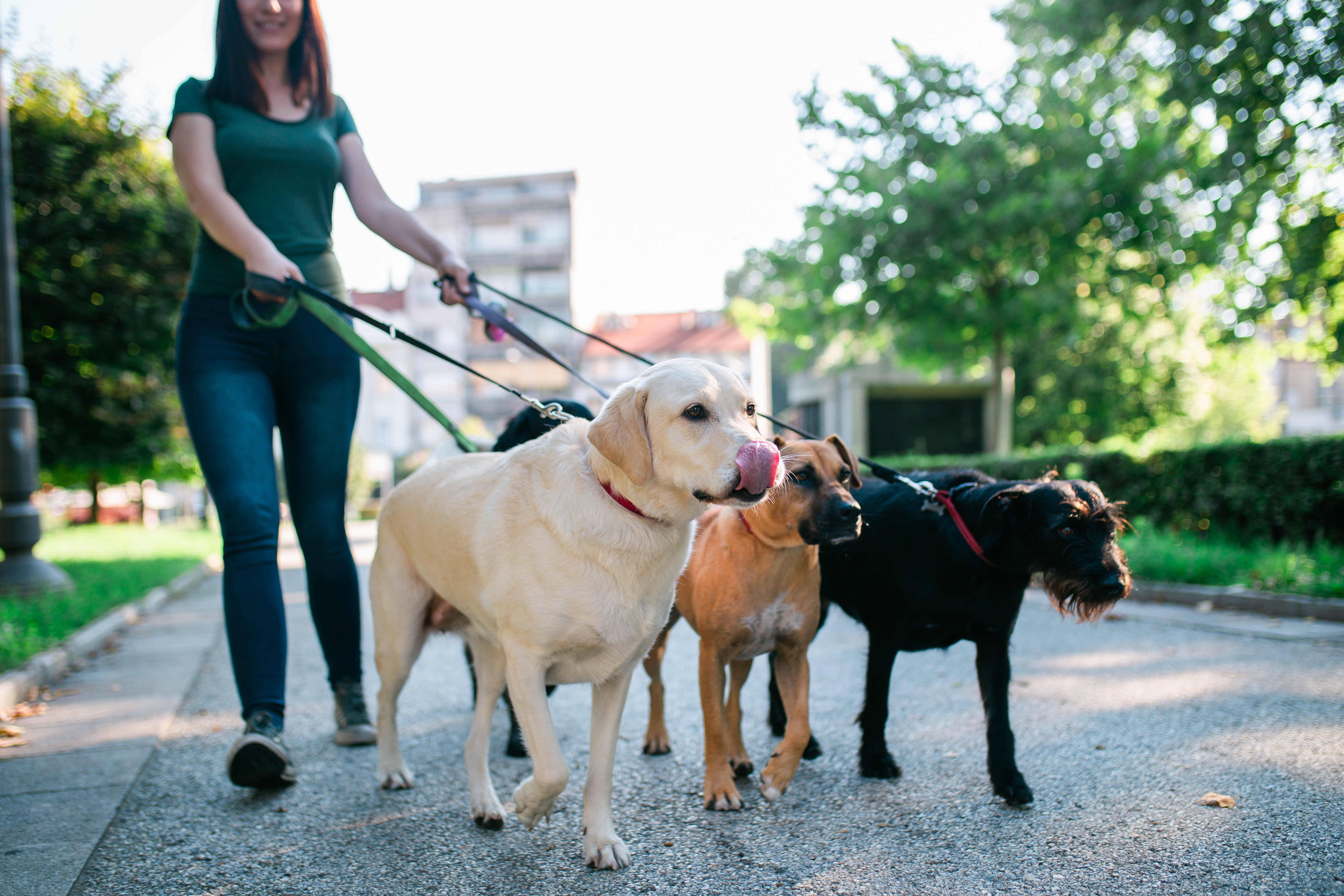 Come Diventare Dog Sitter | Zooplus Magazine Per Cani 3602_x_5403_jpg