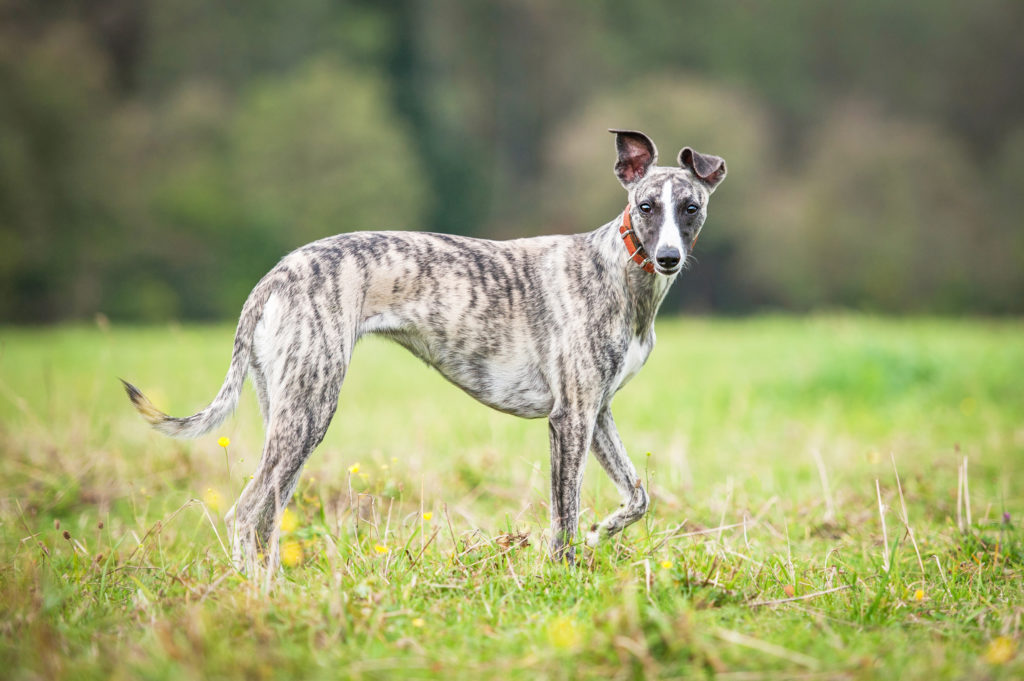 Whippet carattere, aspetto, prezzo, salute zooplus Magazine