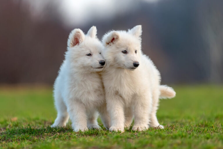 La coccidiosi nel cane come riconoscerla per curarla al meglio