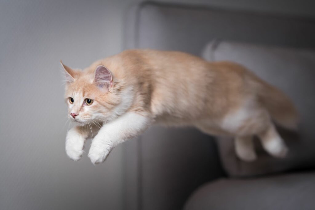 De Anatomie Van Een Kat: Bijzonder Geraffineerd | Zooplus Magazine