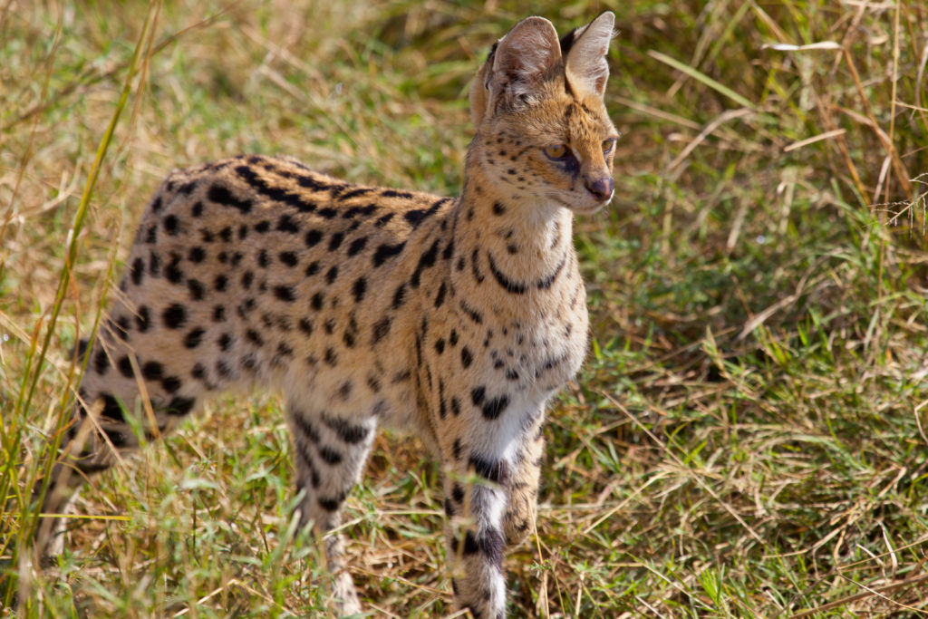 Serval Características físicas, personalidade, habitat