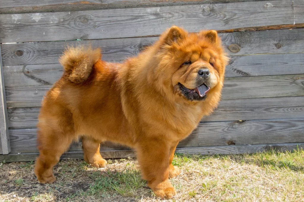 Chow Chow Personalitate, Nutriție & Îngrijire zooplus Ghid