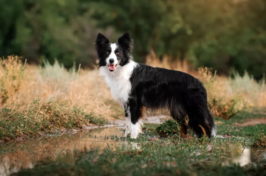 Rasa Border Collie Personalitate, Îngrijire & Sănătate