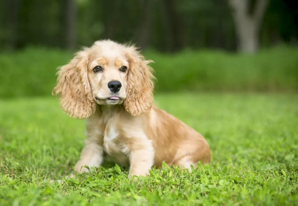 English Cocker Spaniel îngrijire și informații despre rasă