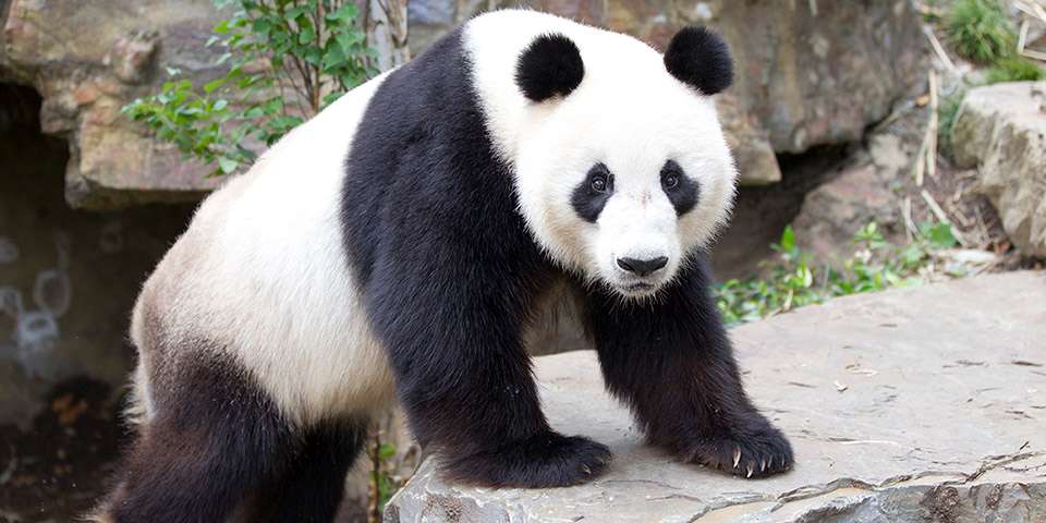 Fourth National Giant Panda Survey Results Zoos SA