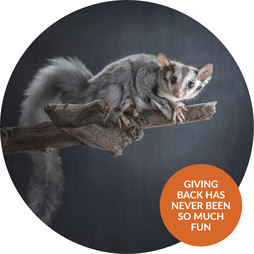 Zoo Studio Best Pet Photography in Melbourne & Brisbane