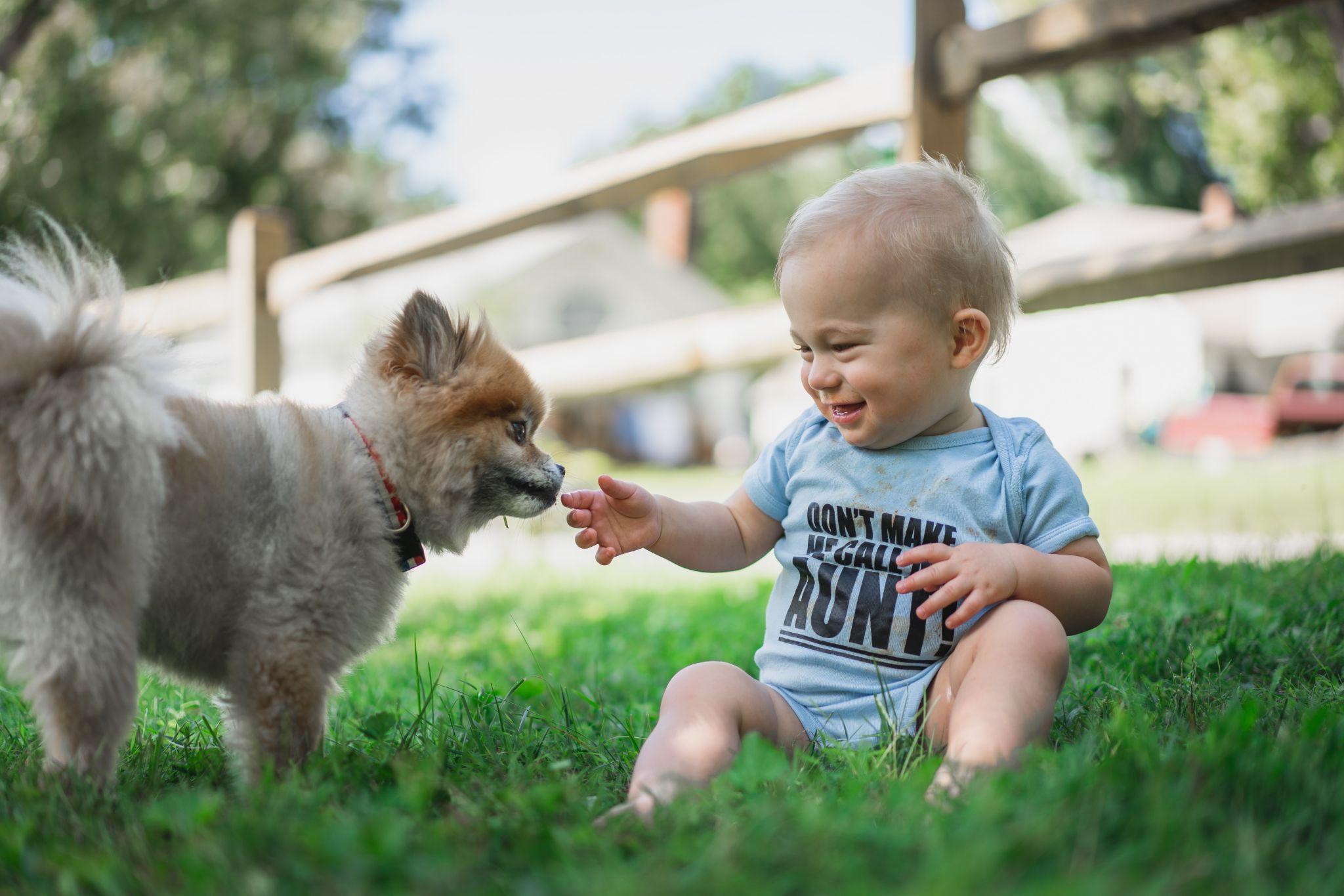 How to Introduce Your Dog to a New Baby