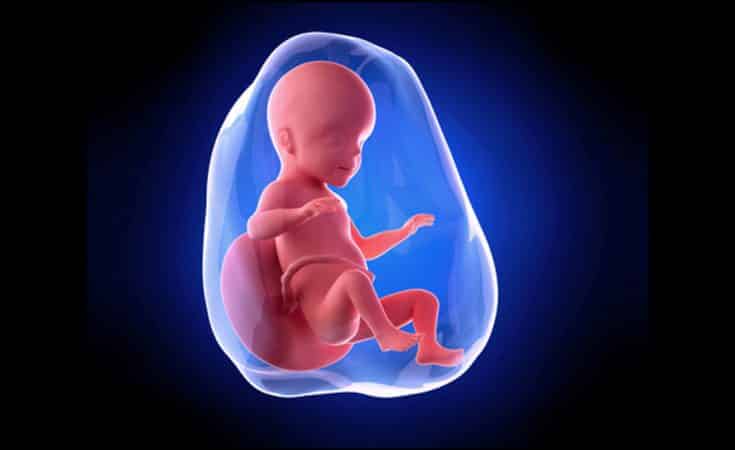 26 Weken Zwanger: De Baby Is Levensvatbaar! • Zwangerschapskalender