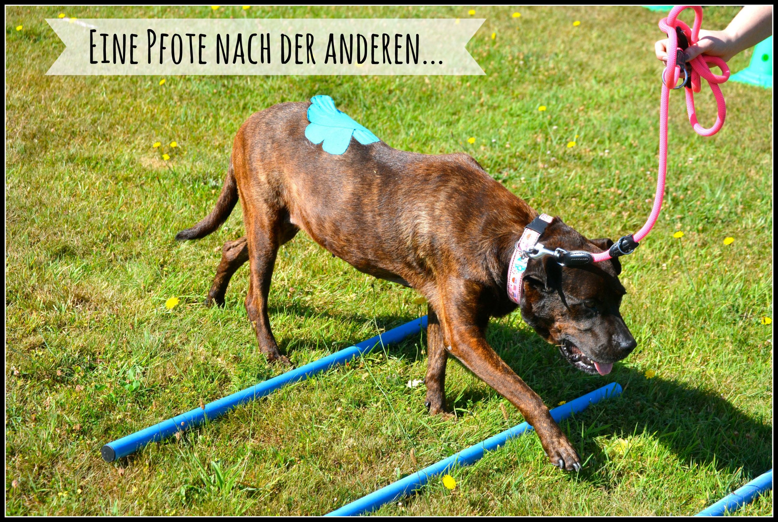 Ein Blick ins Cavaletti Training Zucker und Zimt Design