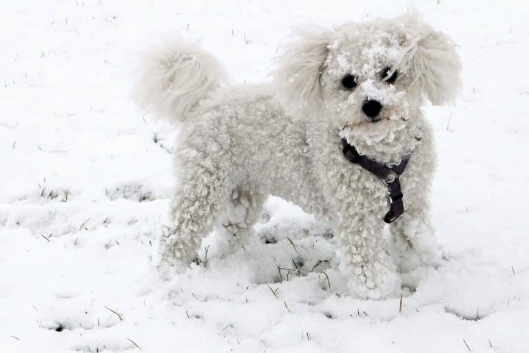 Bichon Frisé ☀️ » Rasseportrait, Wesen / Charakter, Züchter