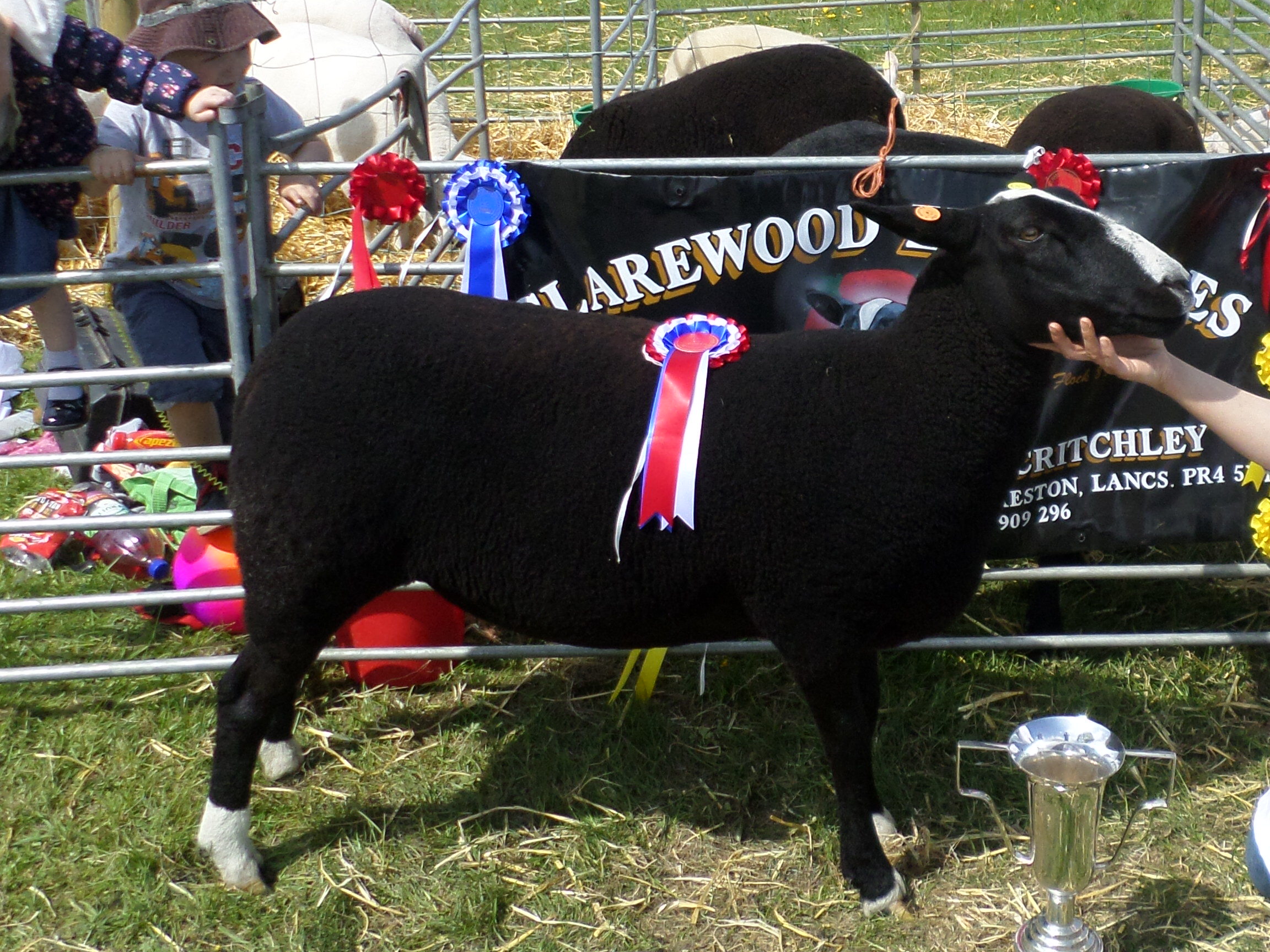 Great Harwood Show Results