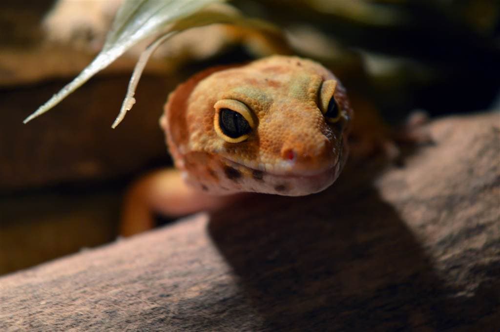 Leopardgecko Haltung im Terrarium