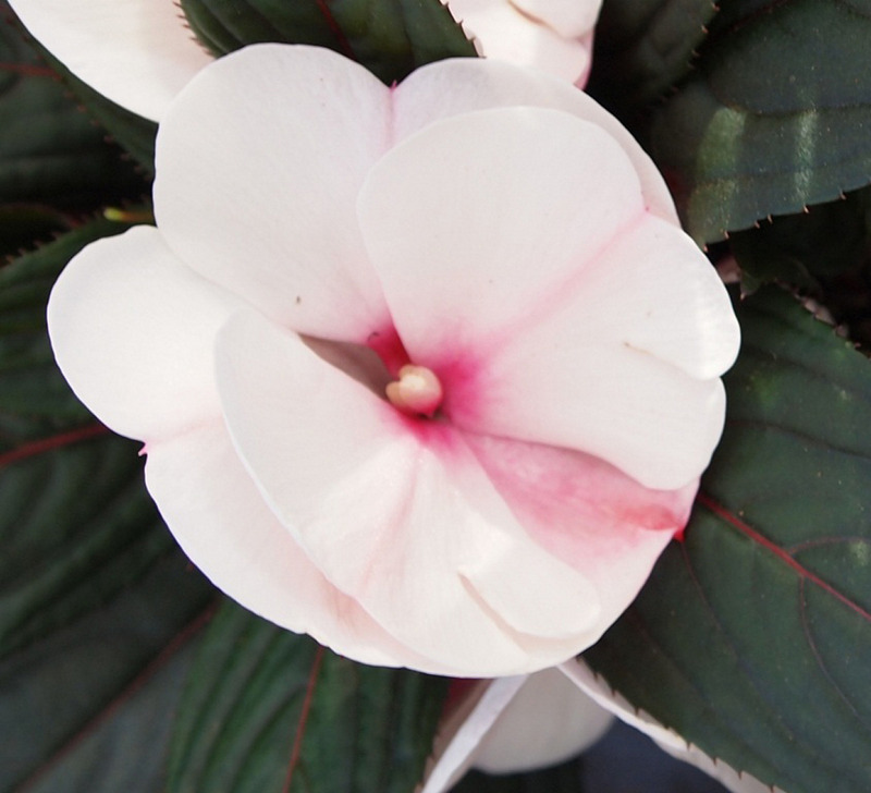Colorpower Light Pink Eye IMPATIENS DE NOUVELLEGUINÉE / NewGuinea