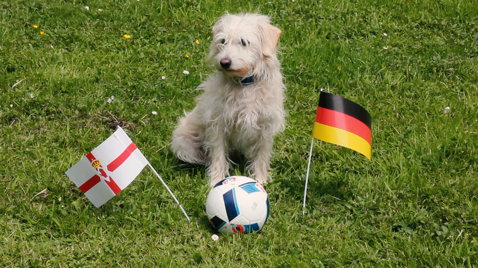 Fussball__EMOrakel bei Fressnapf
