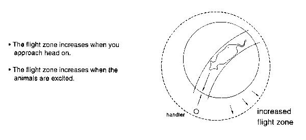 Handling Cattle