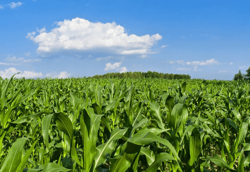 Maize is an annual herb of the grass family. Compared with traditional