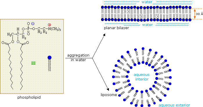 Lipids