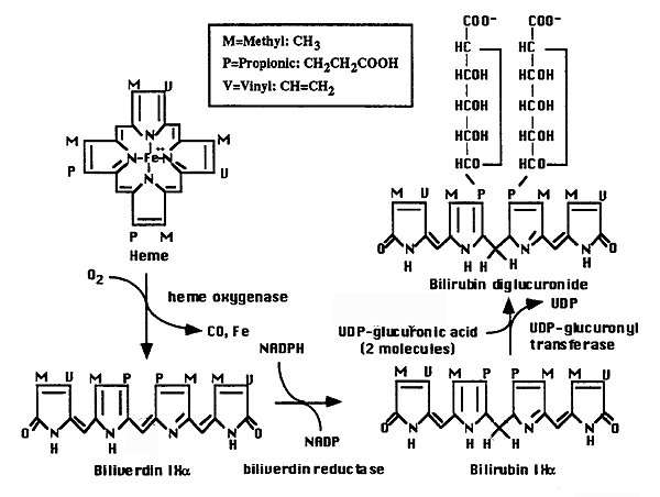Heme Metabolism