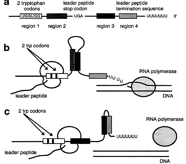 Regulation of Gene Expression