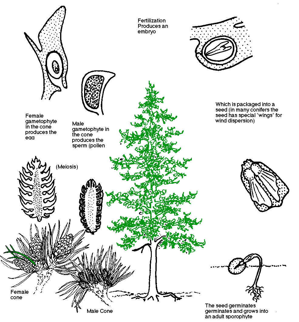 Types Of Seedless Vascular Plants