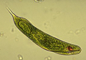 Protist Cell Microscope