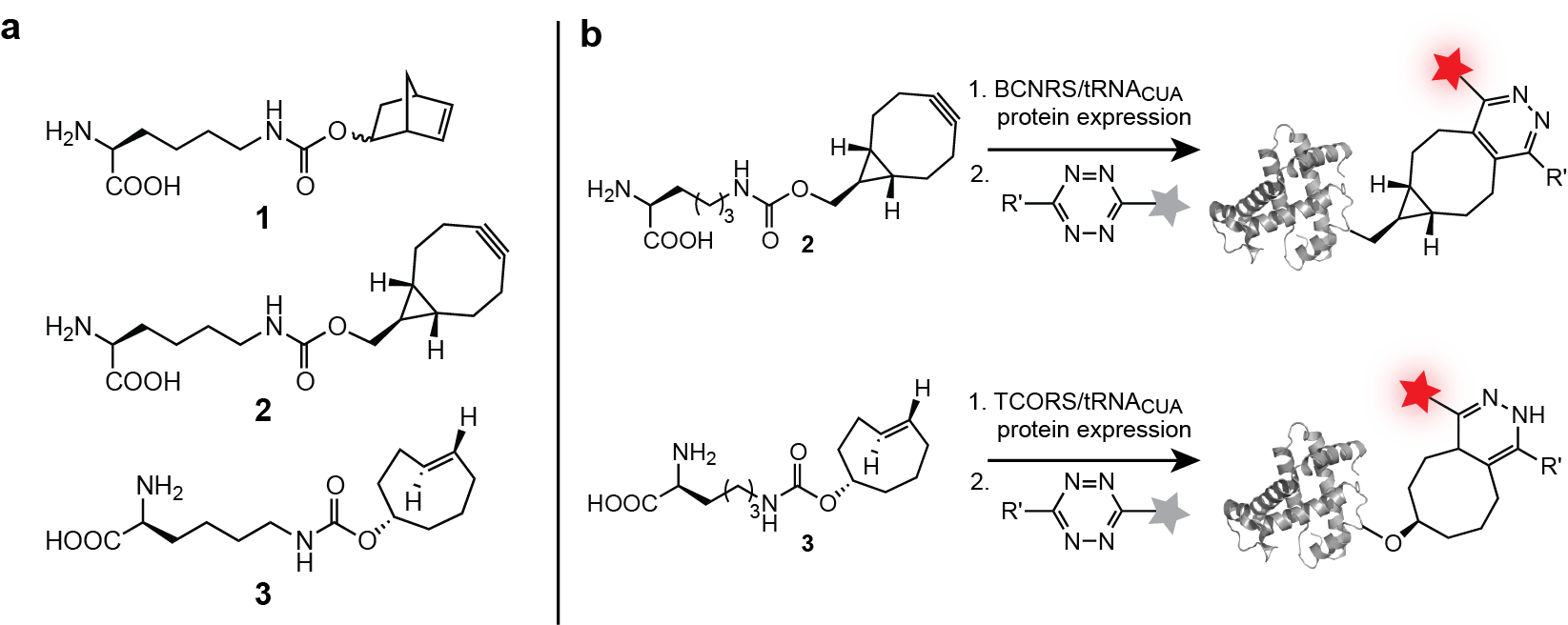 Protein labeling and imaging