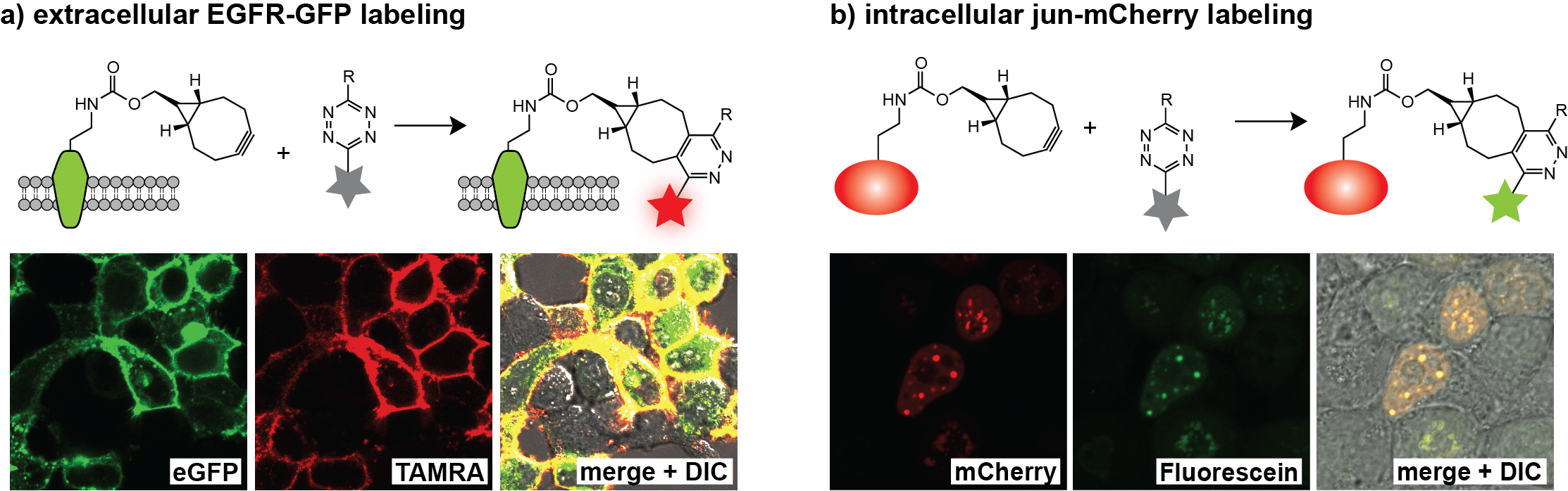 Protein labeling and imaging