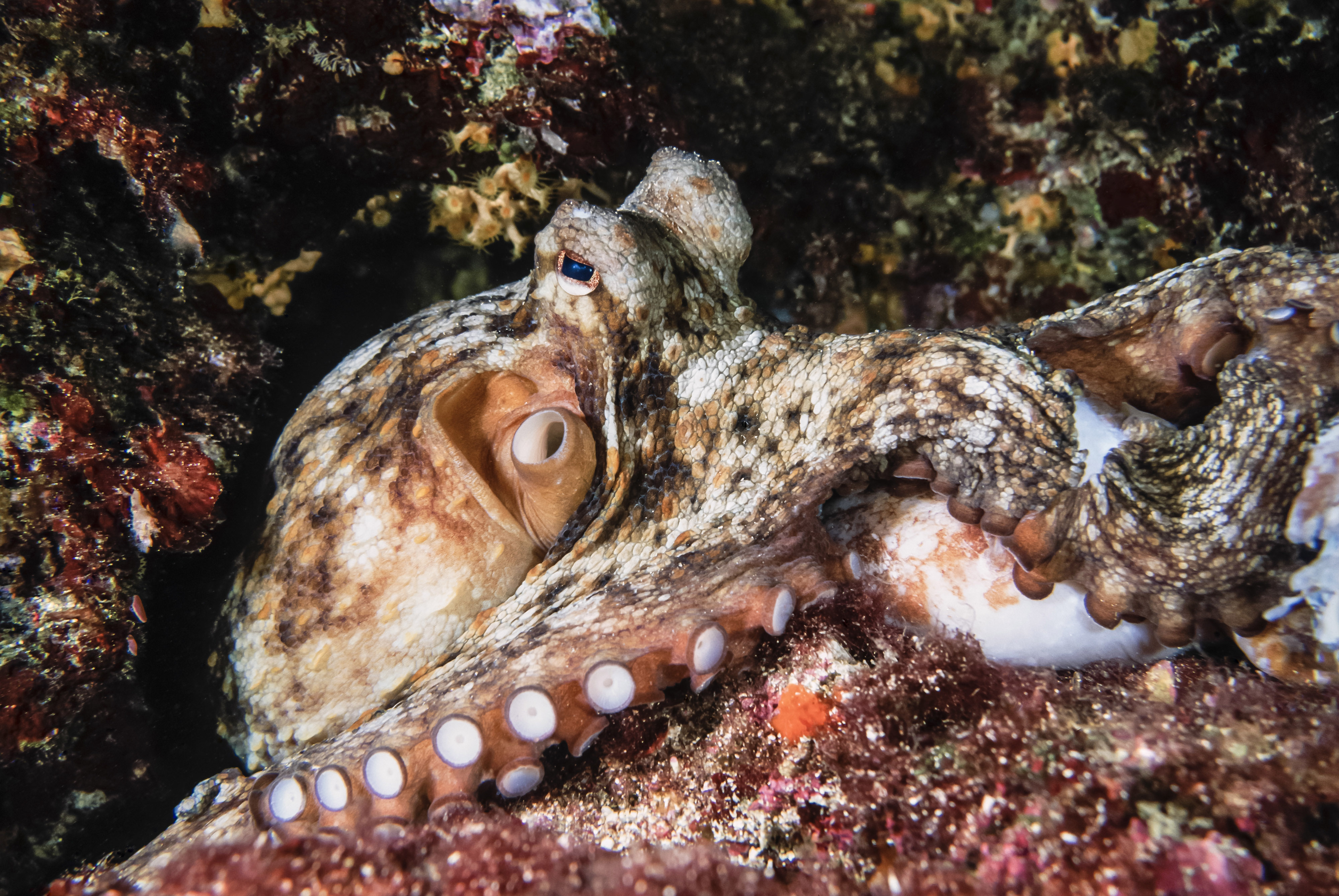 An Octopus's Garden More than just a Song!
