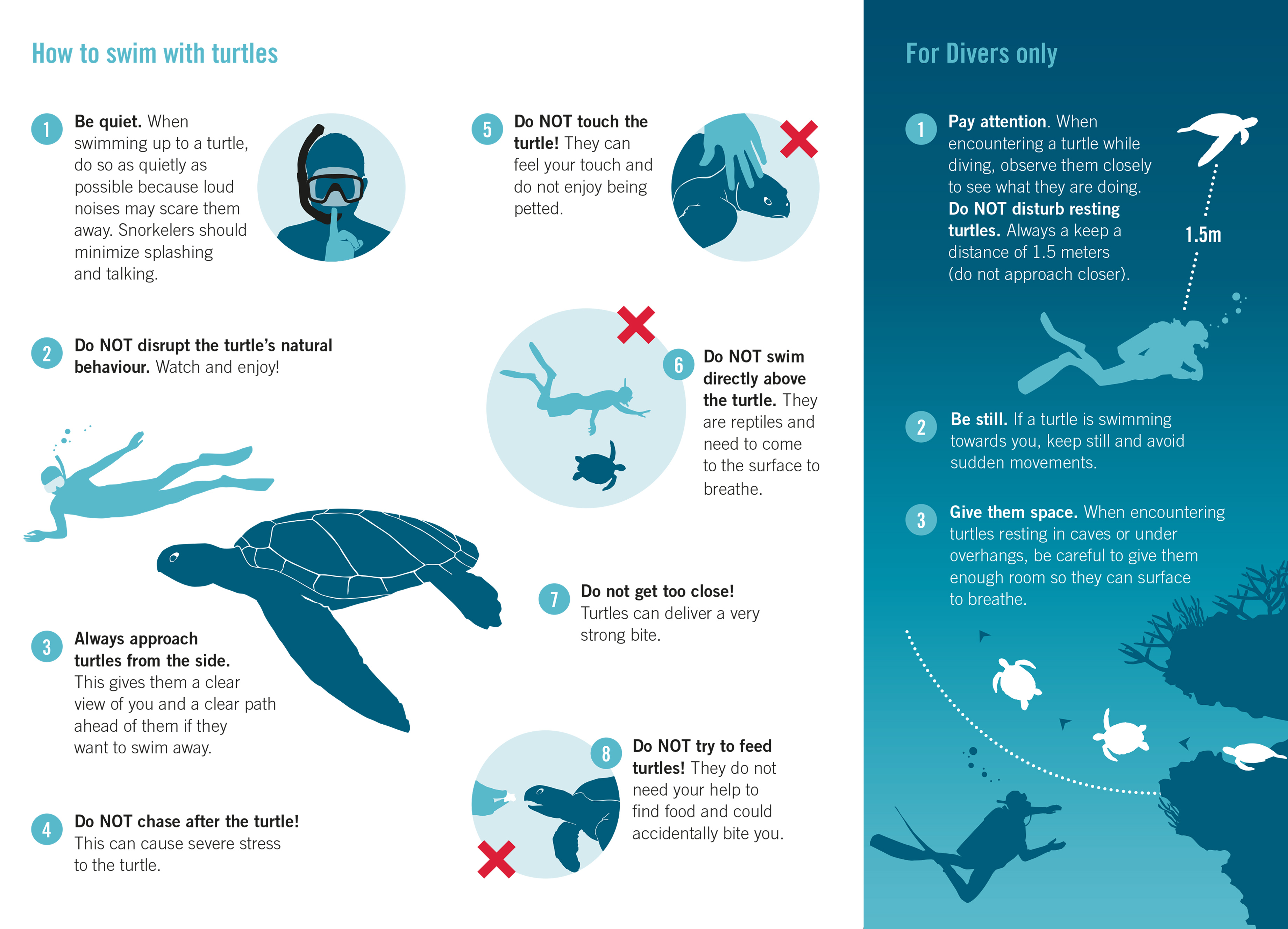 The Sustainable Guide to Snorkeling and Diving with Turtles